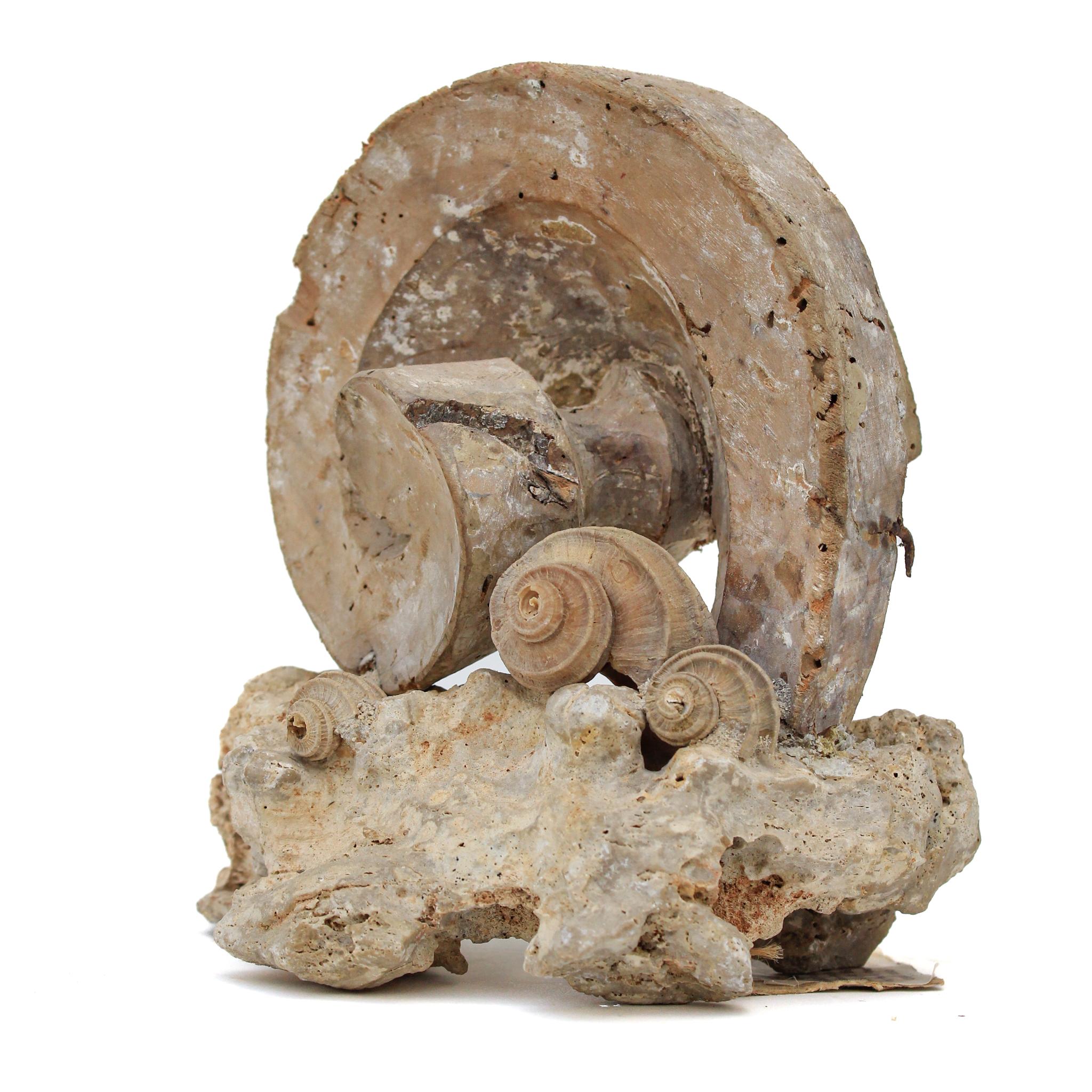 17th century Italian scroll fragment with fossil shells (ecphora) and mounted on a rock coral base.

This fragment is from a church in Florence. It was found and saved from the historic flooding of the Arno River in 1966. The rare fossil shells
