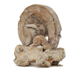 17th Century Scroll 'Florence Fragment' with Fossil Shells on a Rock Coral Base