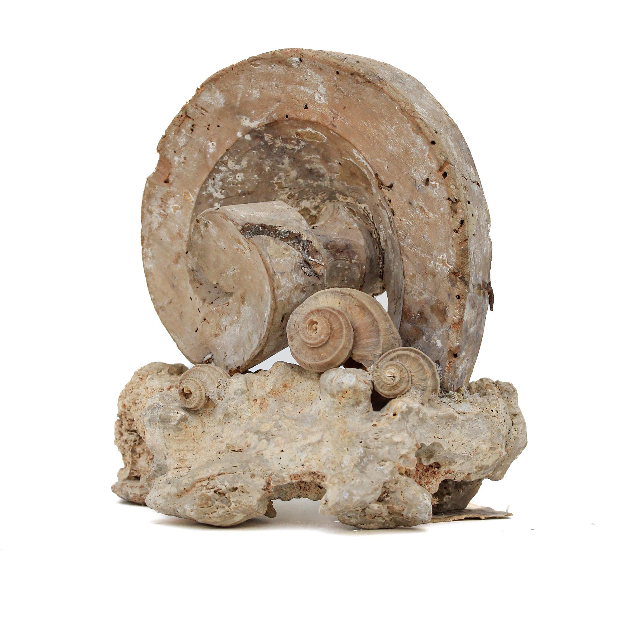 Baroque 17th Century Scroll 'Florence Fragment' with Fossil Shells on a Rock Coral Base