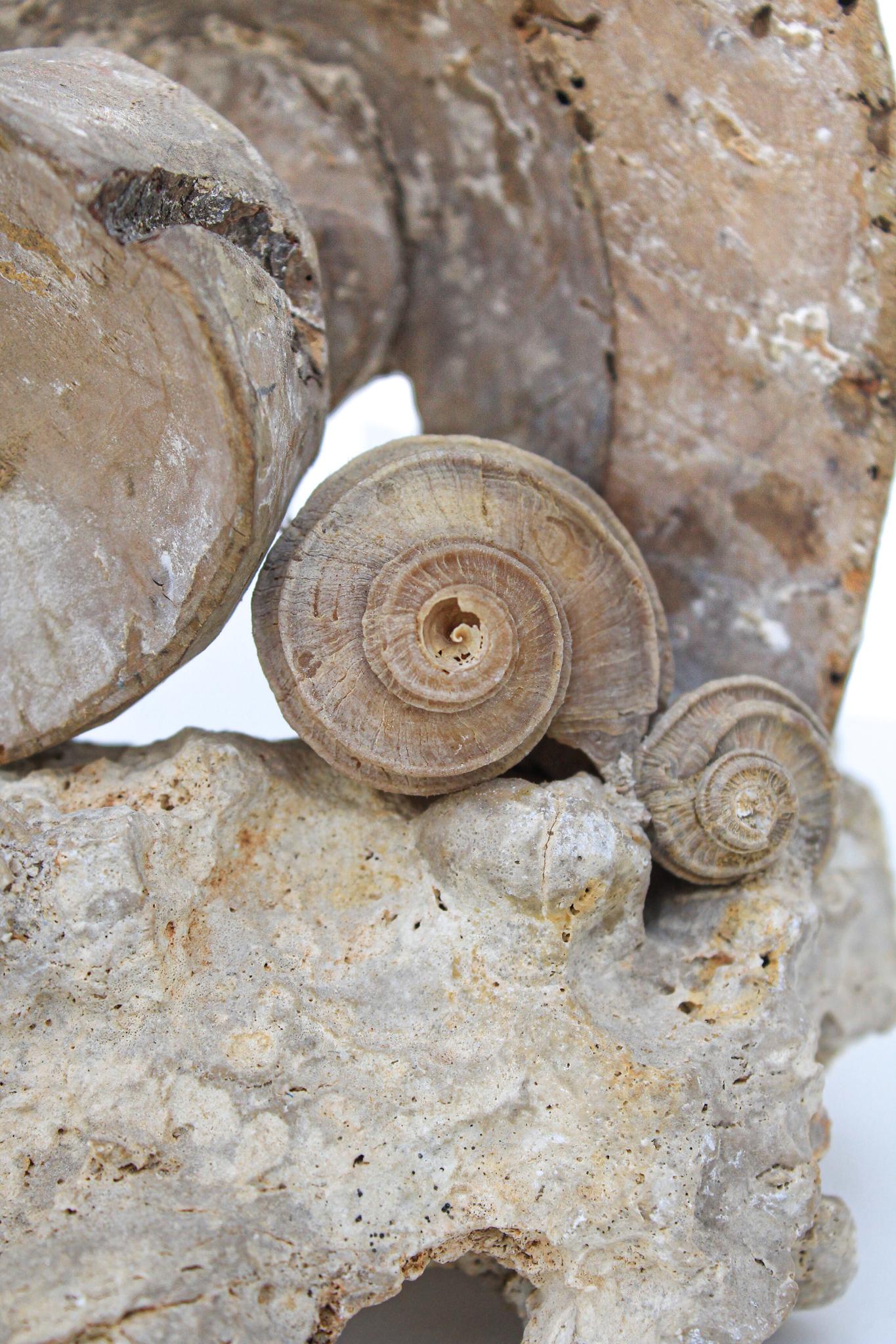 17th Century Scroll 'Florence Fragment' with Fossil Shells on a Rock Coral Base In Distressed Condition In Dublin, Dalkey