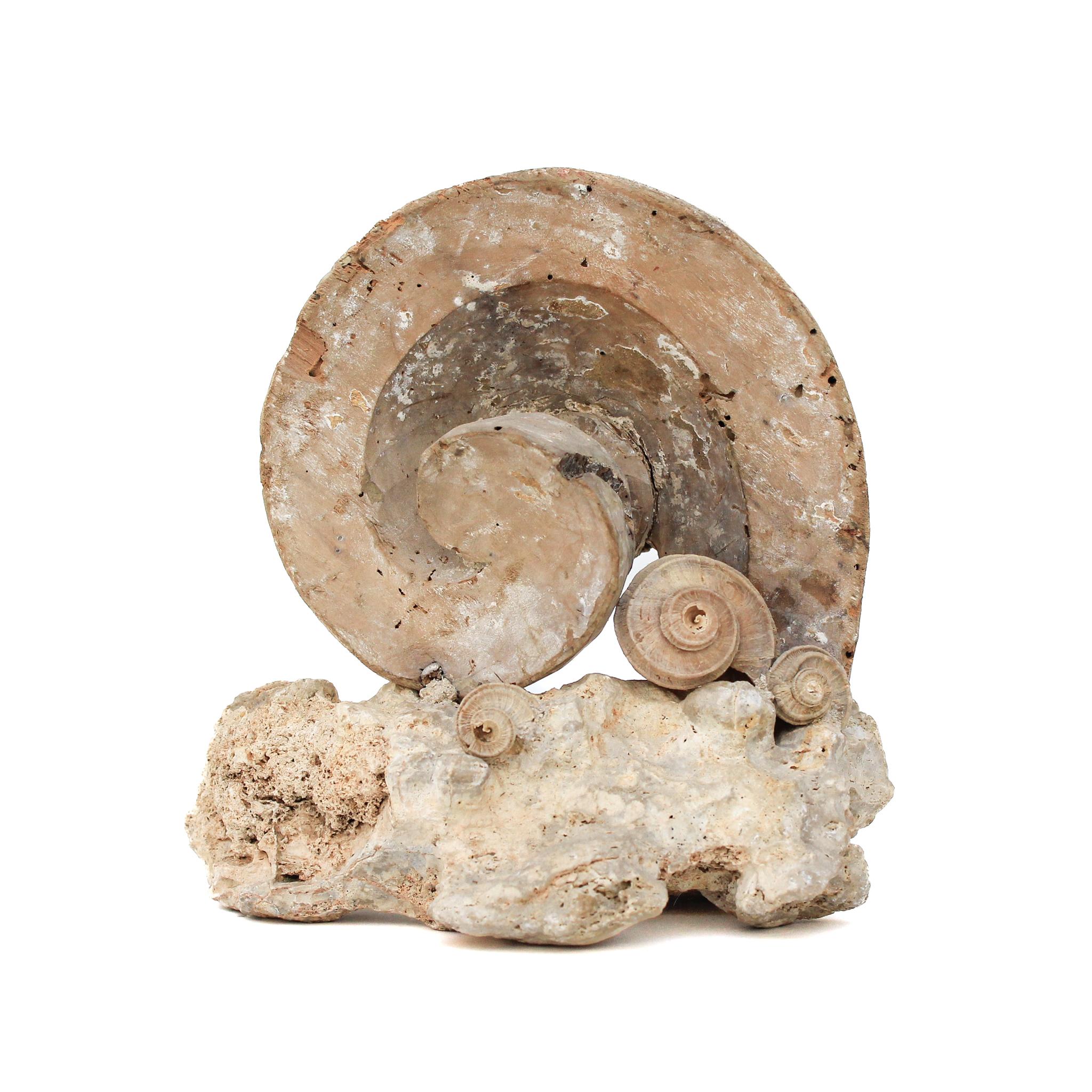 Rock Crystal 17th Century Scroll 'Florence Fragment' with Fossil Shells on a Rock Coral Base