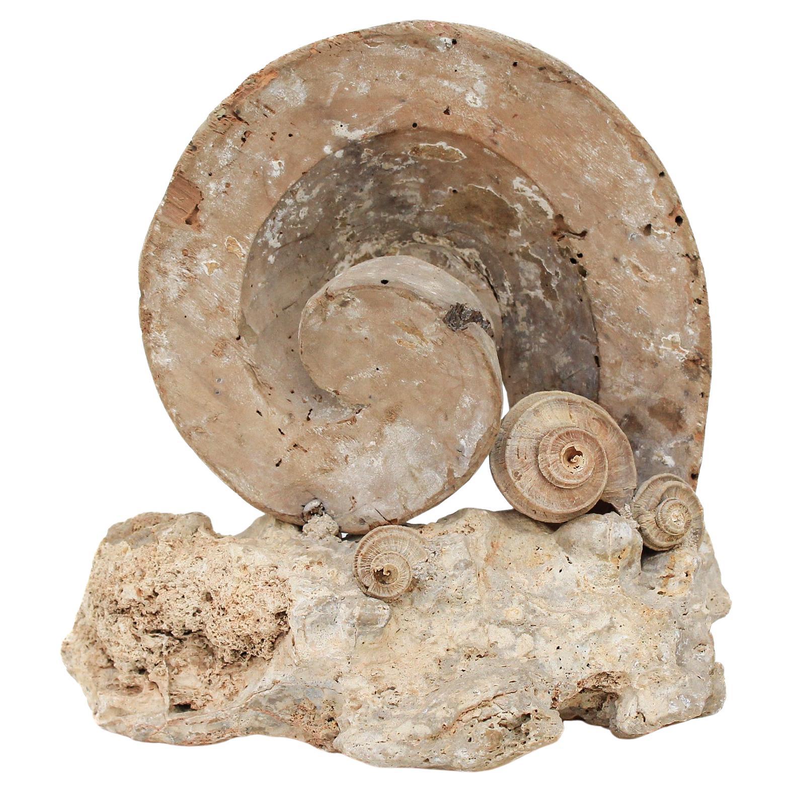 17th Century Scroll 'Florence Fragment' with Fossil Shells on a Rock Coral Base