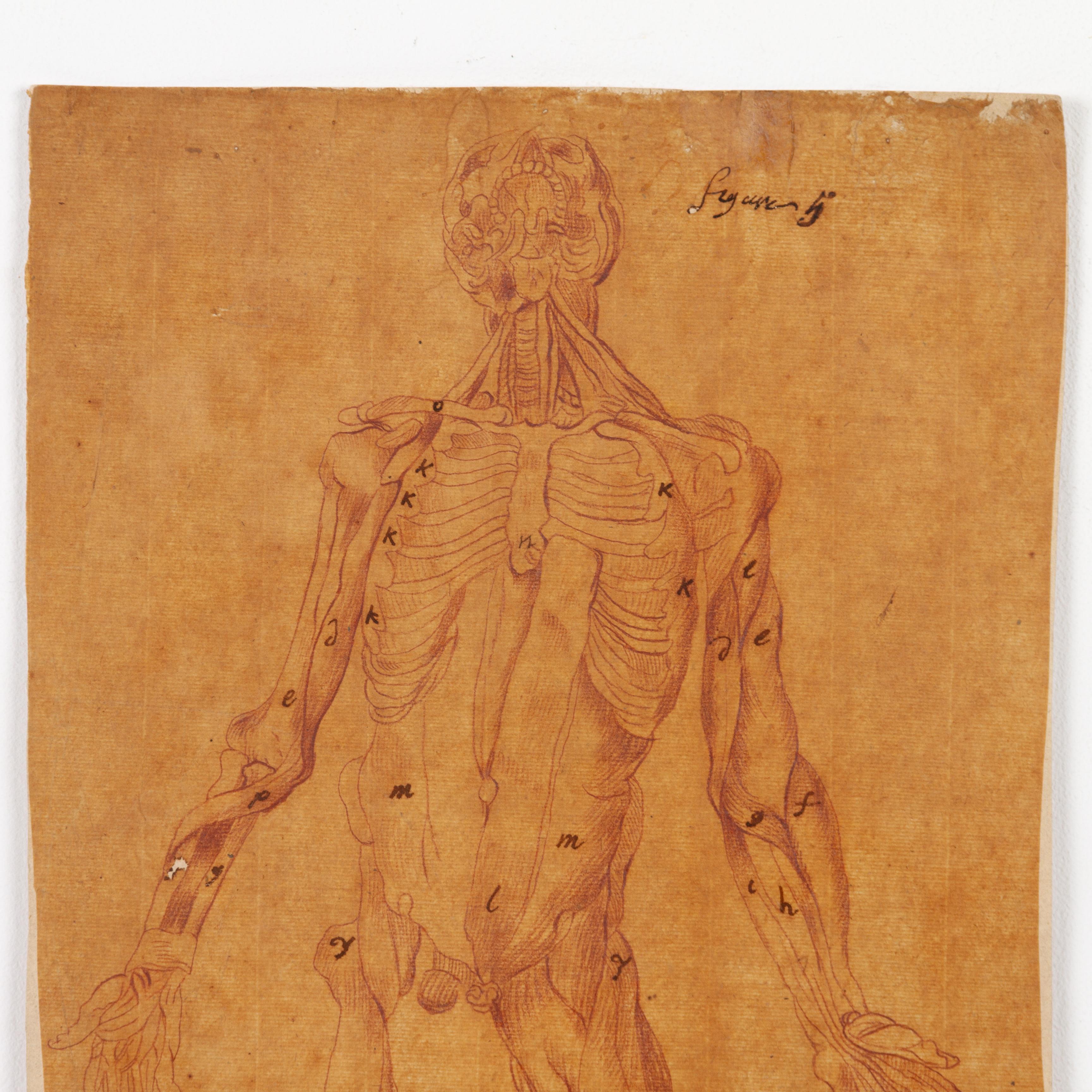 In good condition
From a private collection
Free international shipping
17th Century Old Master Anatomical Skeleton Drawing on Laid Paper
