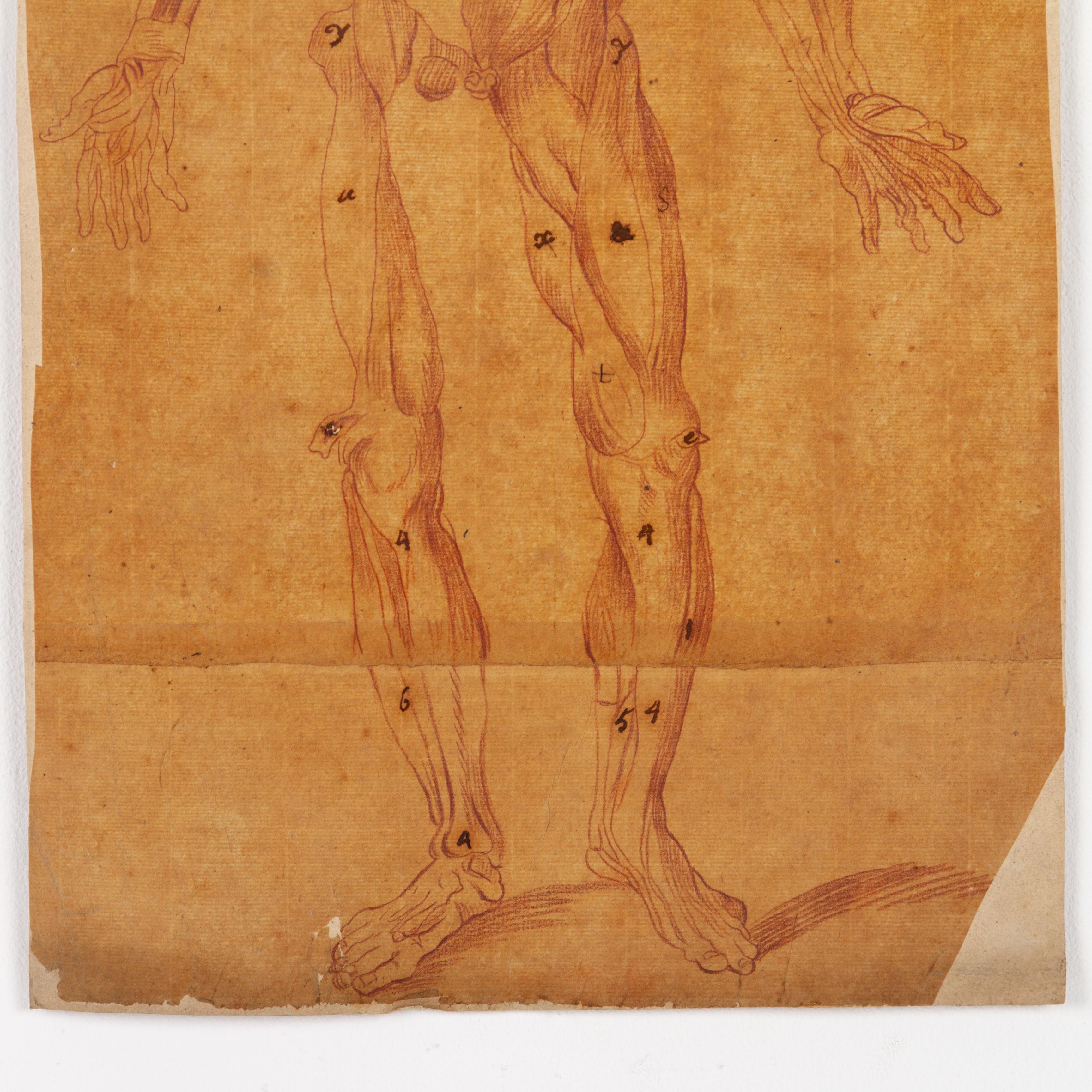 17th Century Old Master Anatomical Skeleton Drawing on Laid Paper In Good Condition For Sale In Nottingham, GB