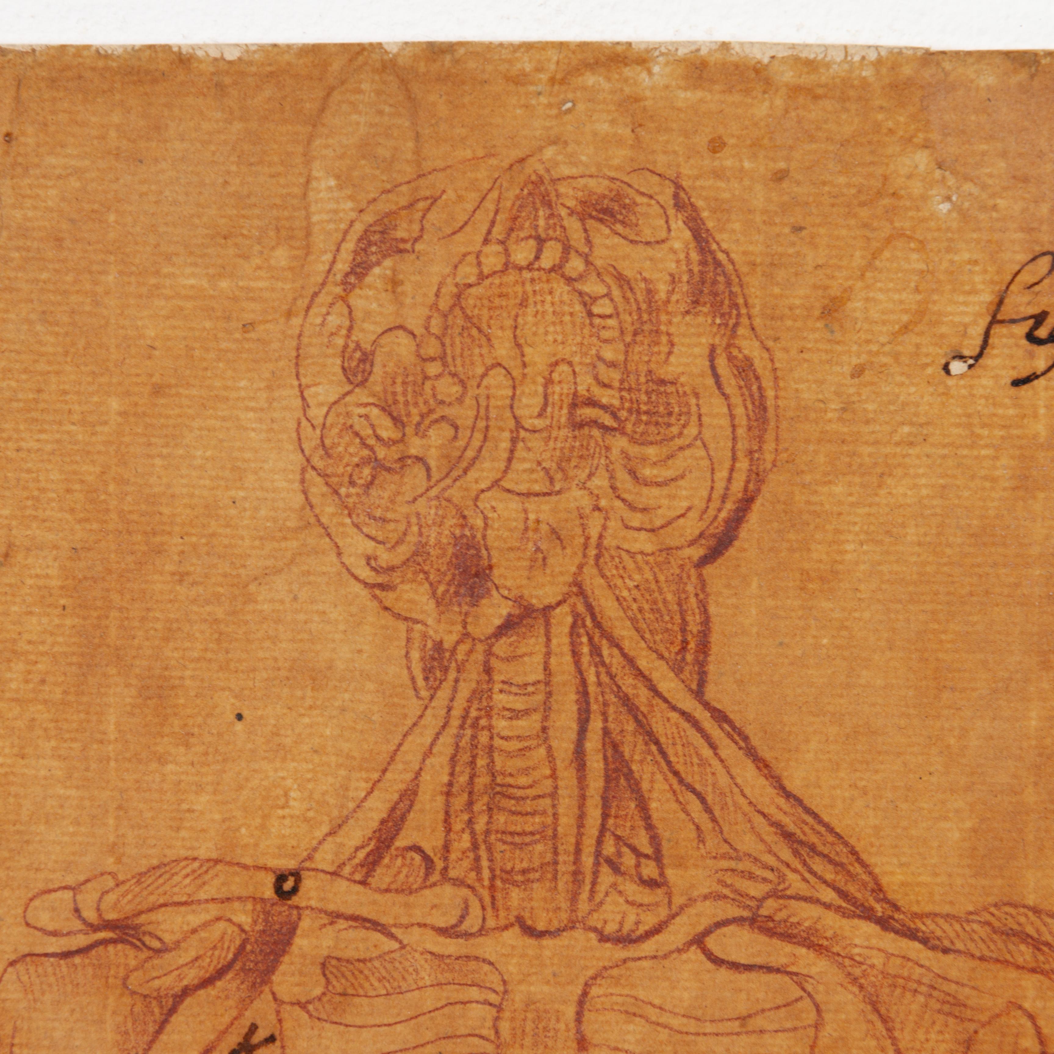 17th Century Old Master Anatomical Skeleton Drawing on Laid Paper For Sale 1