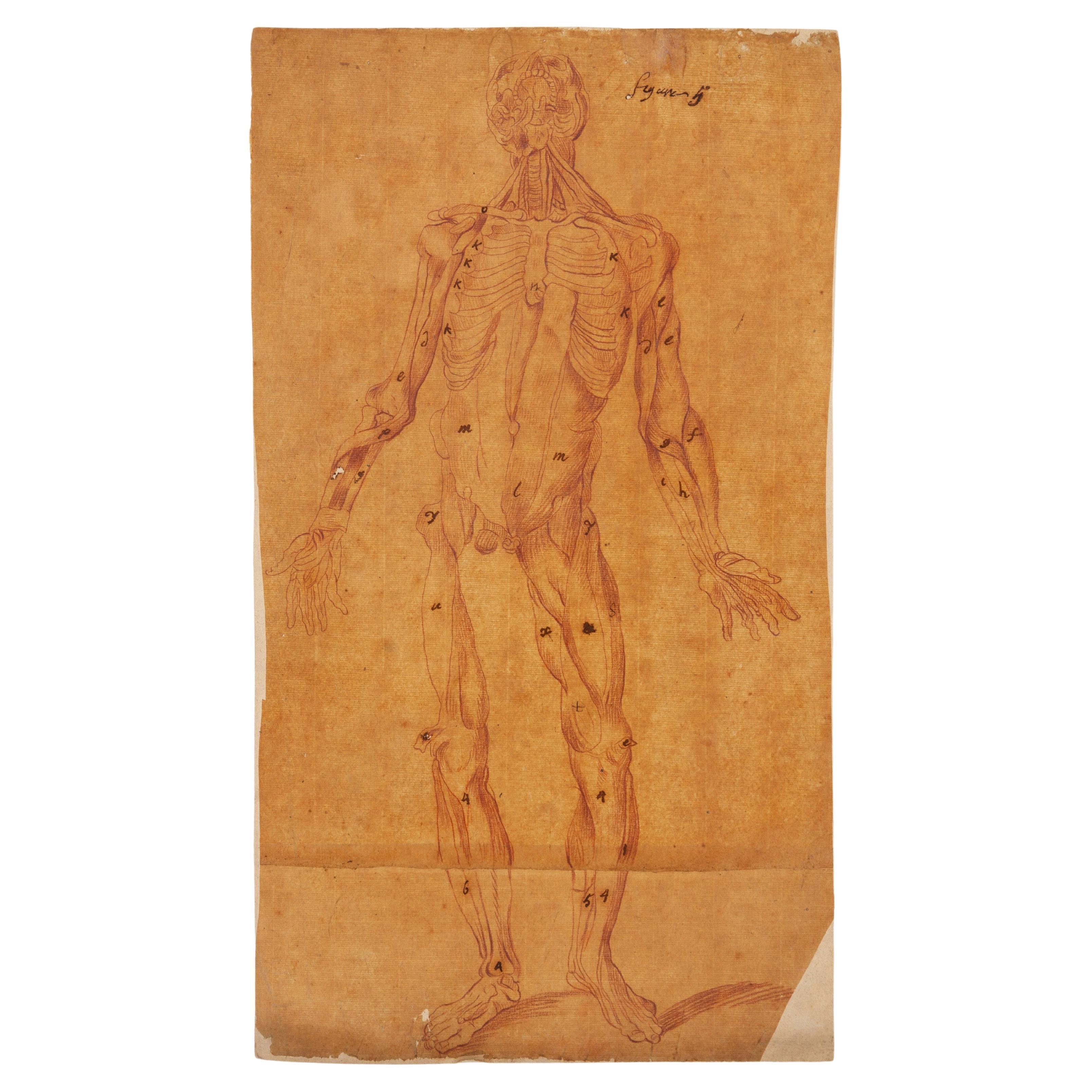 17th Century Old Master Anatomical Skeleton Drawing on Laid Paper For Sale