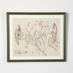 17th Century Set of Six Dutch Botanical Engravings