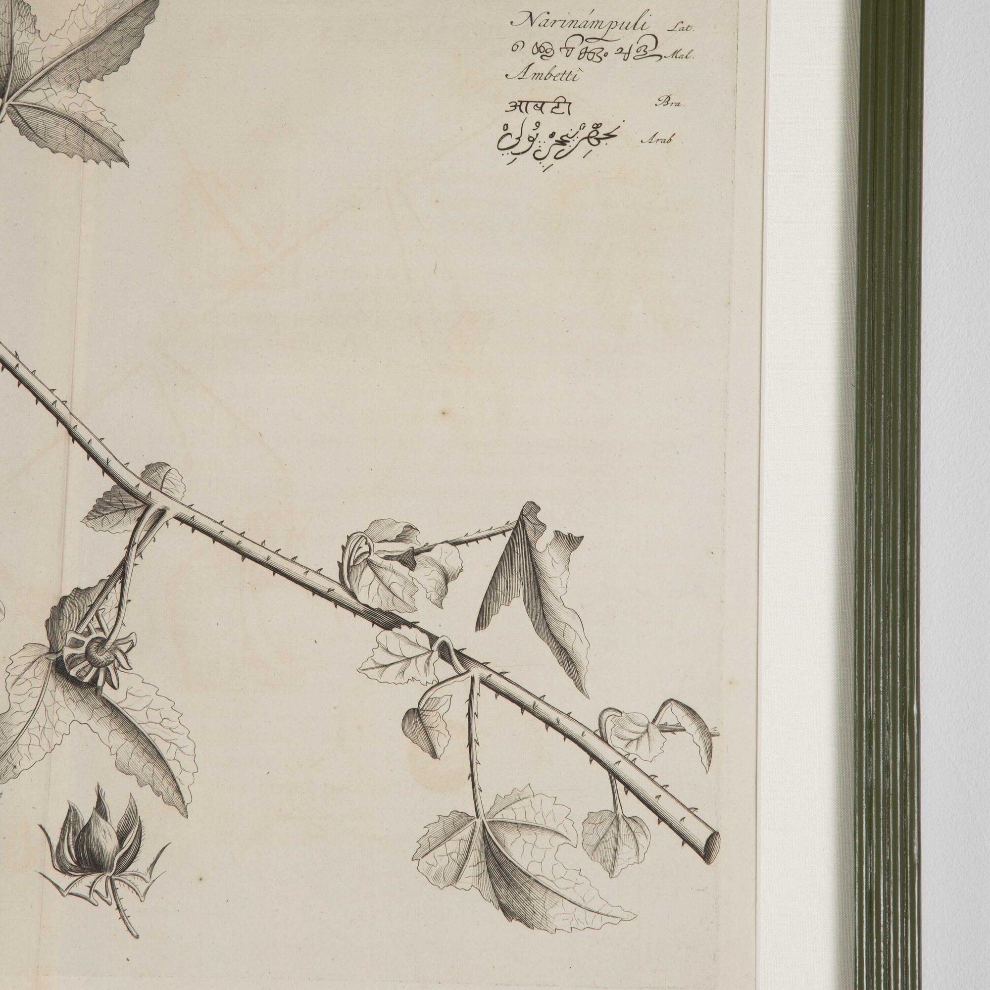 17th Century Set of Six Dutch Botanical Engravings 1