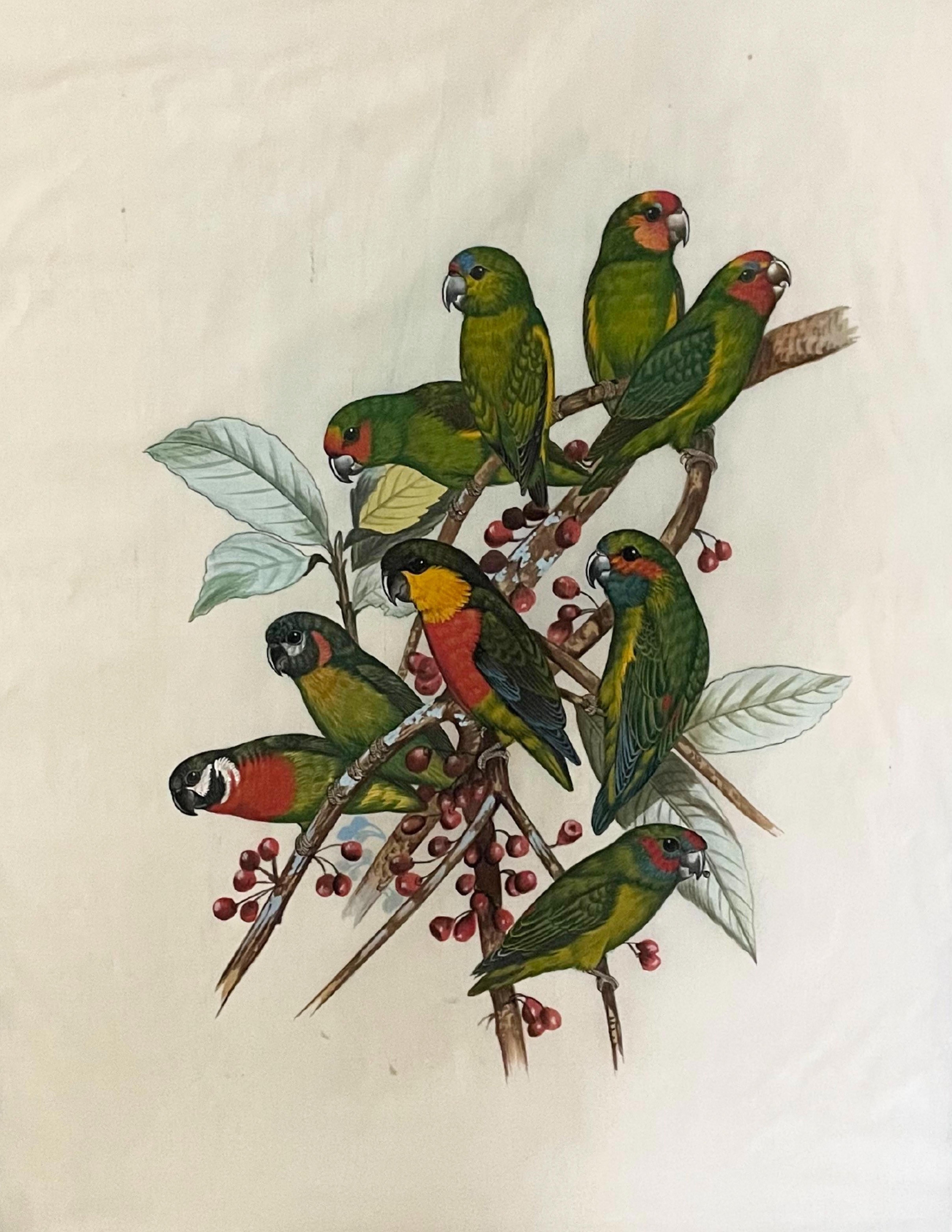 Gravé 18 gravures anciennes d'oiseaux colorées à la main  en vente