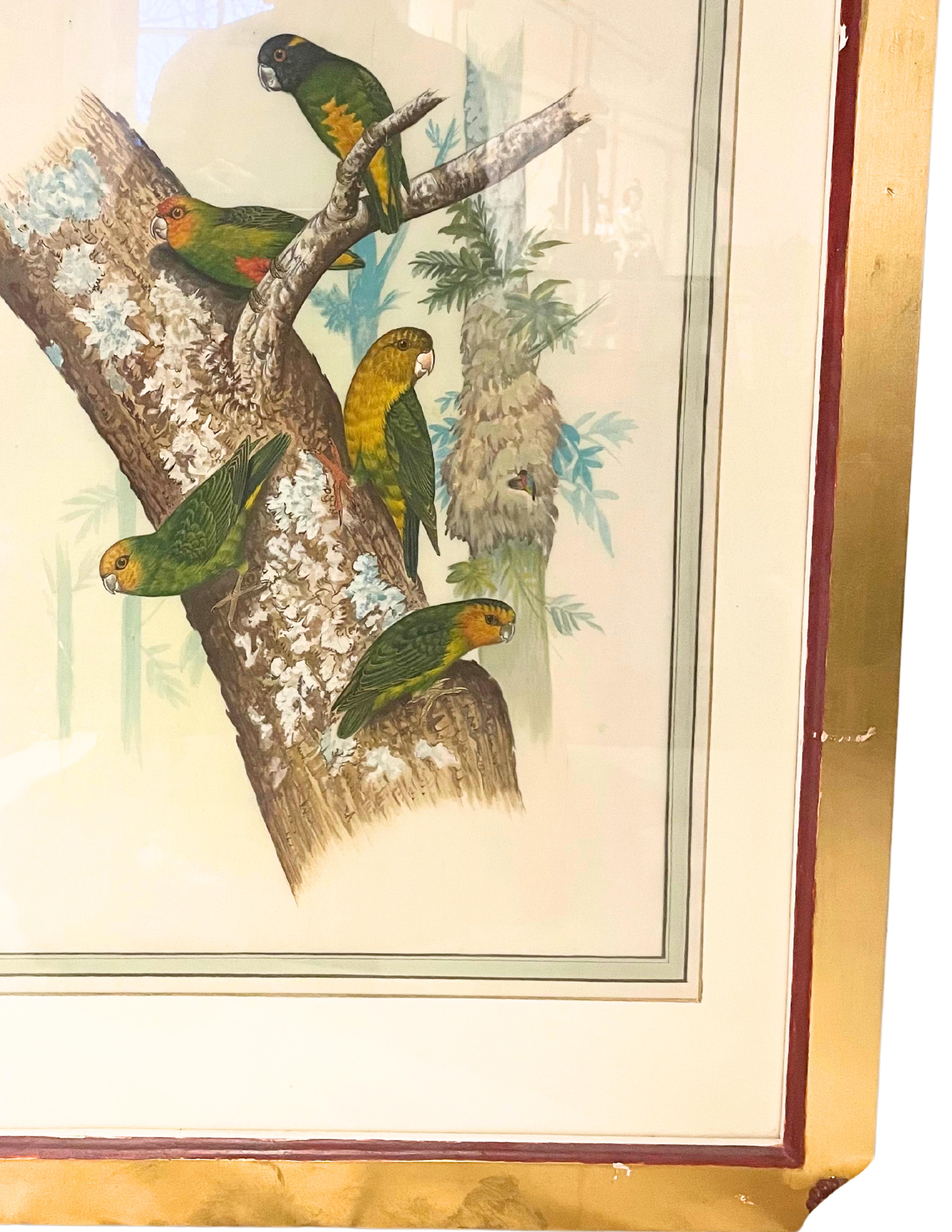 18 gravures anciennes d'oiseaux colorées à la main  en vente 3