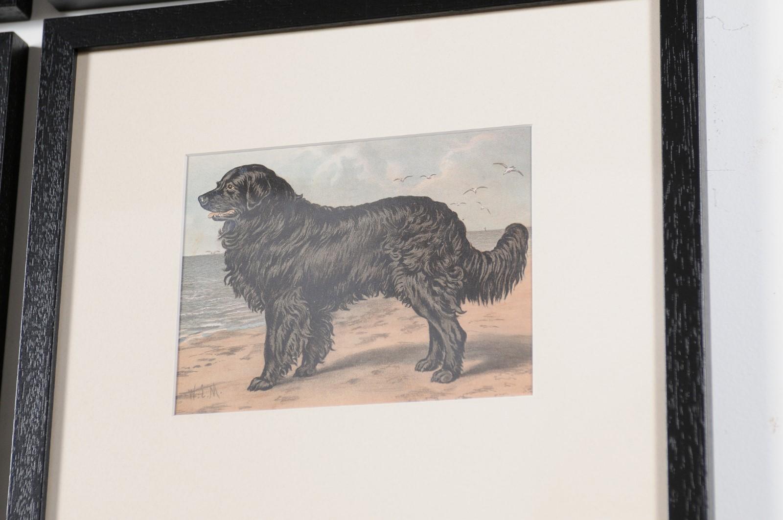 18 Cassell, Petter, Galpin & Co Chromolithograph Dog Prints in Black Frames For Sale 3