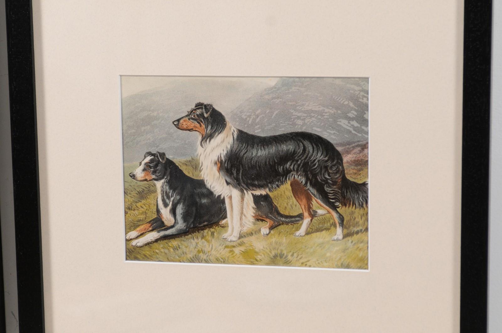 18 Cassell, Petter, Galpin & Co Chromolithograph Dog Prints in Black Frames For Sale 4