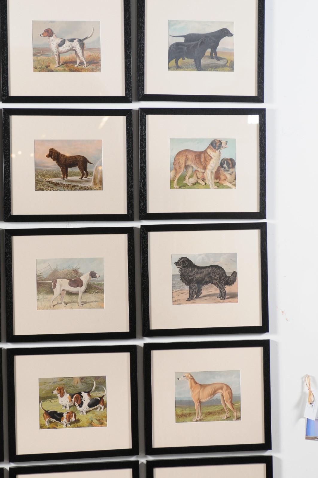 18 Cassell, Petter, Galpin & Co Chromolithograph Dog Prints in Black Frames For Sale 7