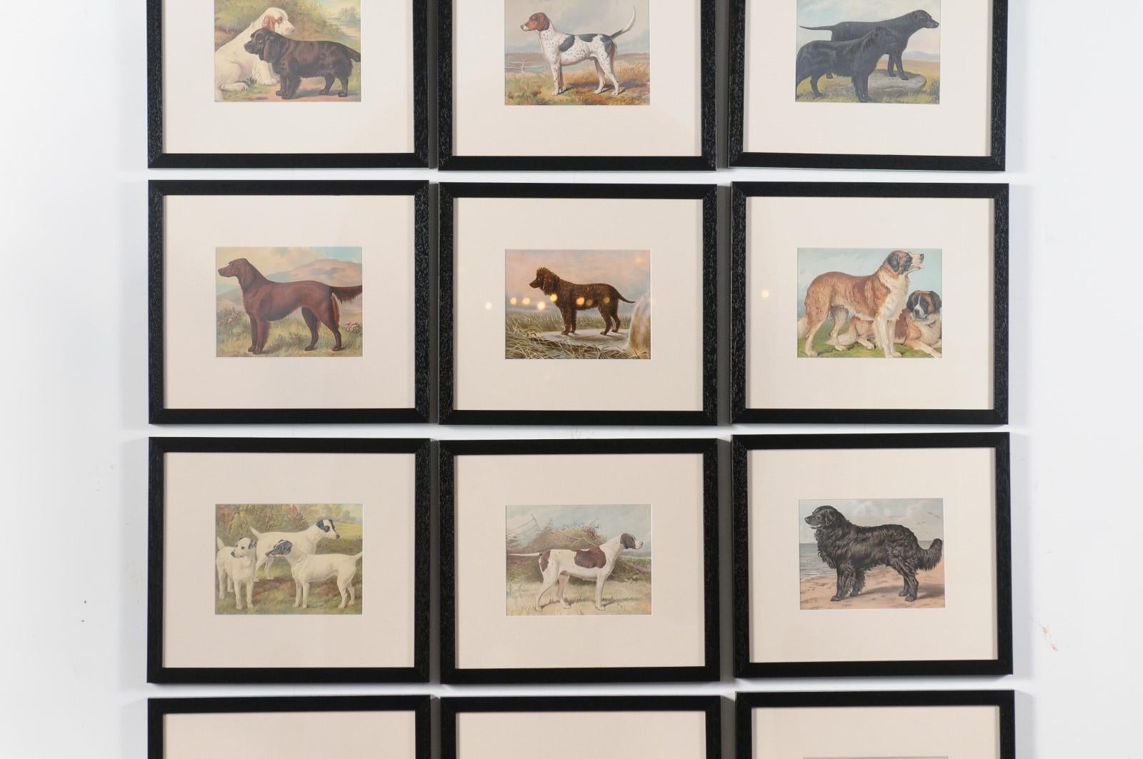 20th Century 18 Cassell, Petter, Galpin & Co Chromolithograph Dog Prints in Black Frames For Sale