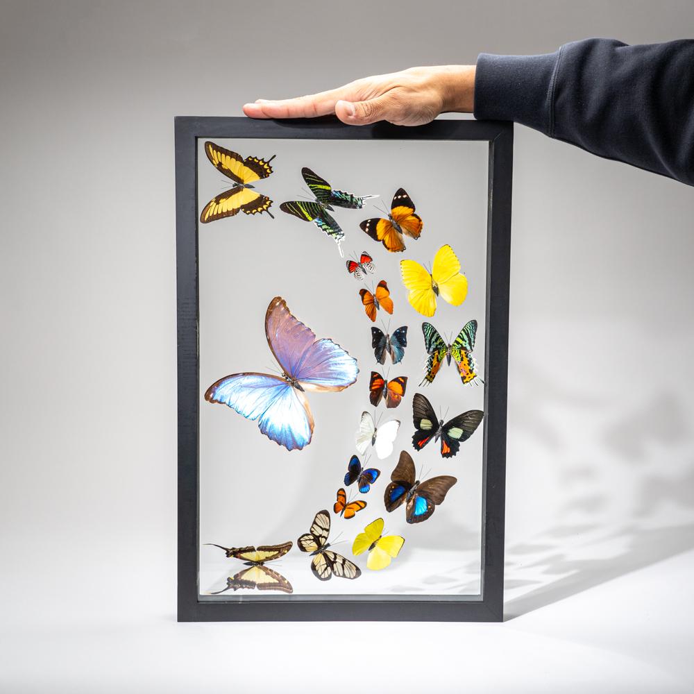 18 auténticas mariposas en un marco de exposición negro en Excelente estado para la venta en New York, NY