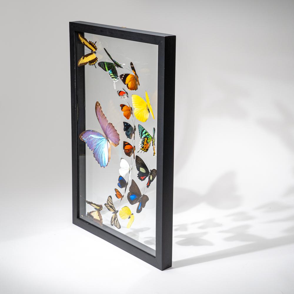 18 auténticas mariposas en un marco de exposición negro Siglo XXI y contemporáneo en venta