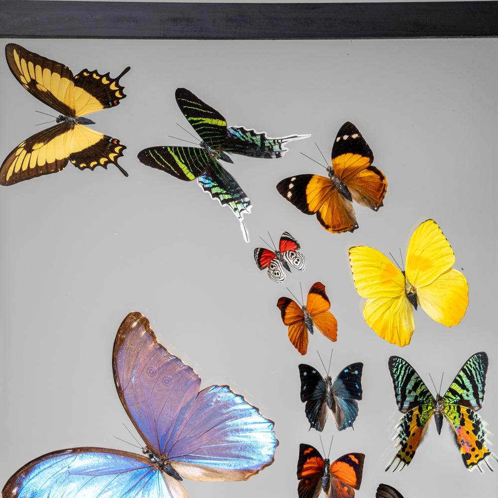18 auténticas mariposas en un marco de exposición negro Otro en venta