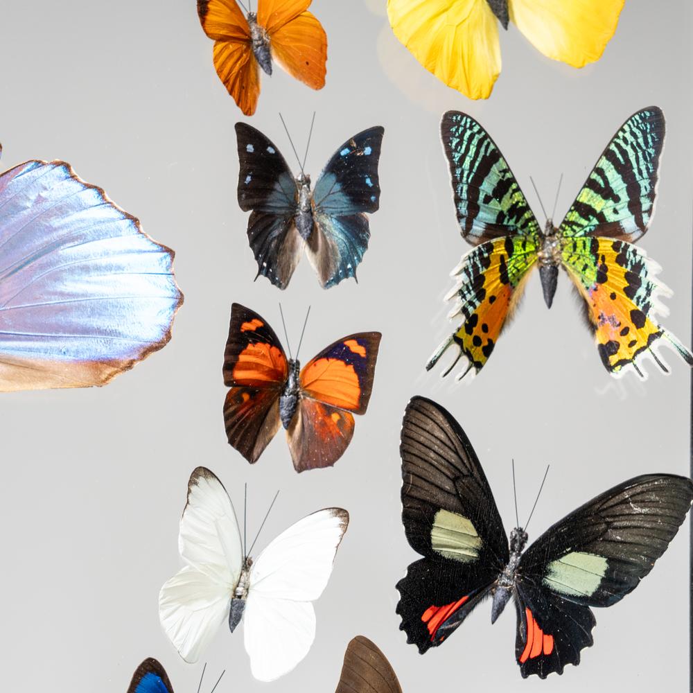 18 auténticas mariposas en un marco de exposición negro en venta 1