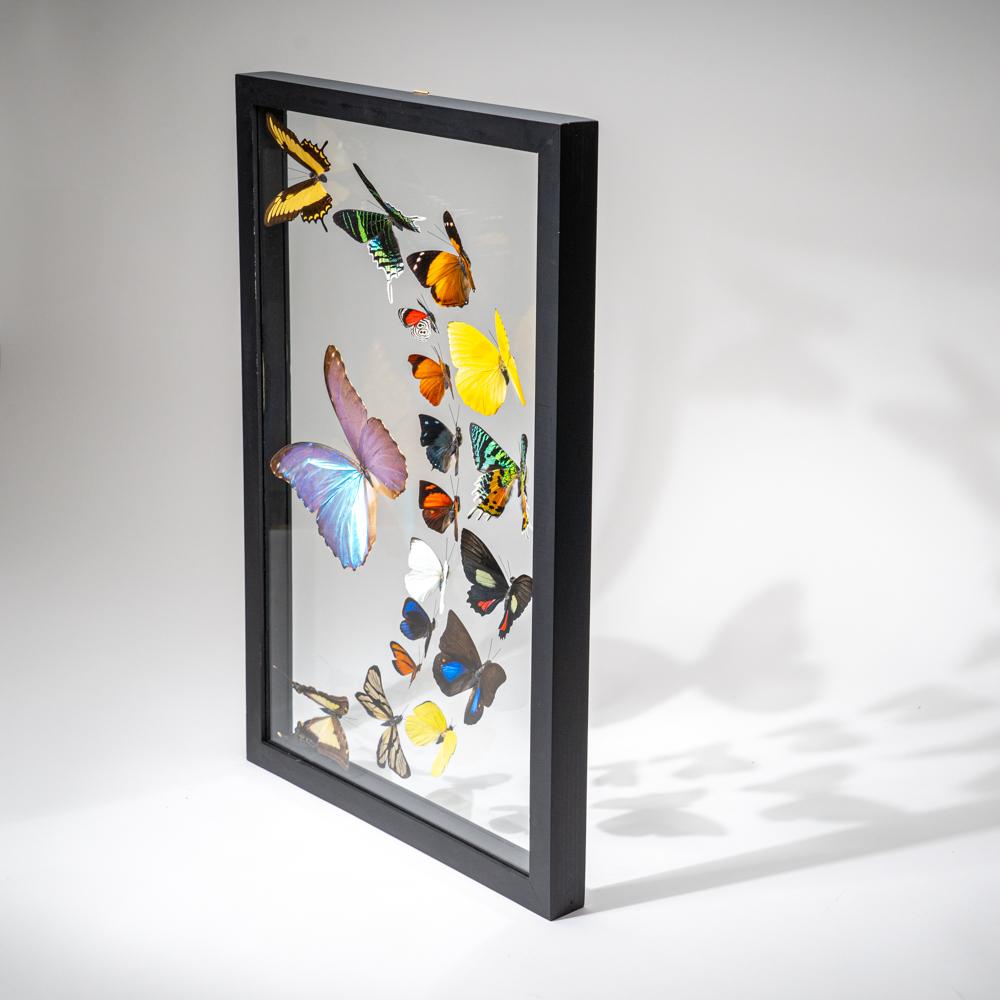 18 auténticas mariposas en un marco de exposición negro en venta 3