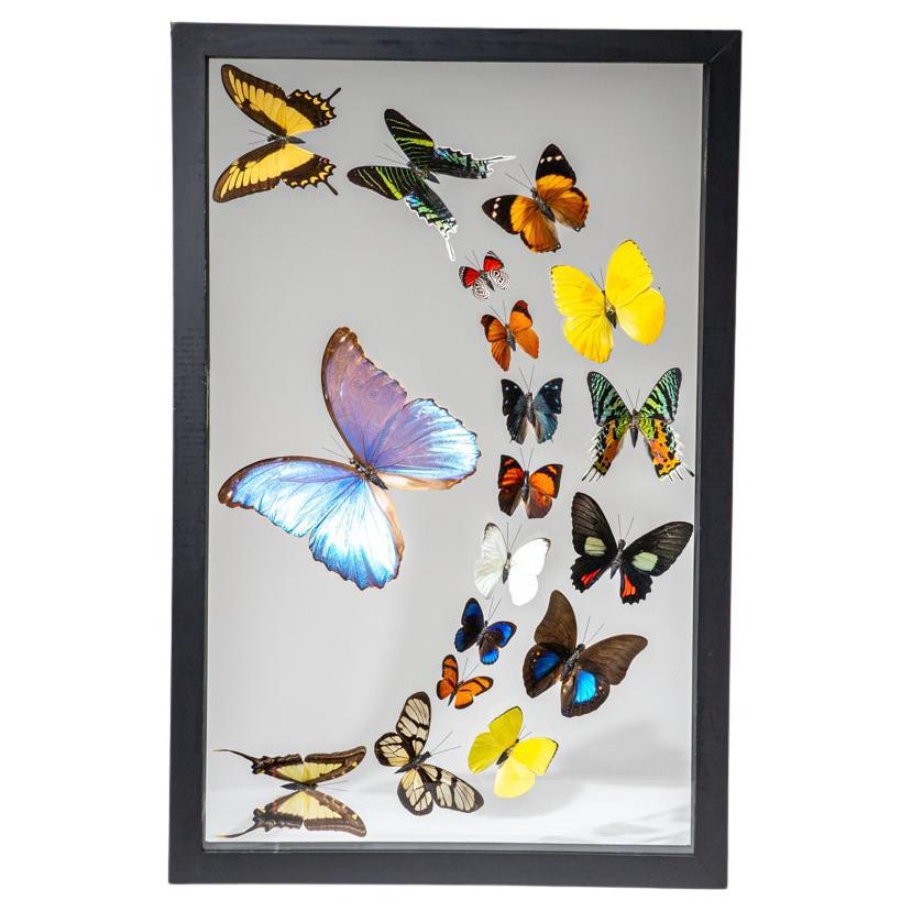 18 auténticas mariposas en un marco de exposición negro en venta