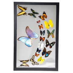 18 auténticas mariposas en un marco de exposición negro