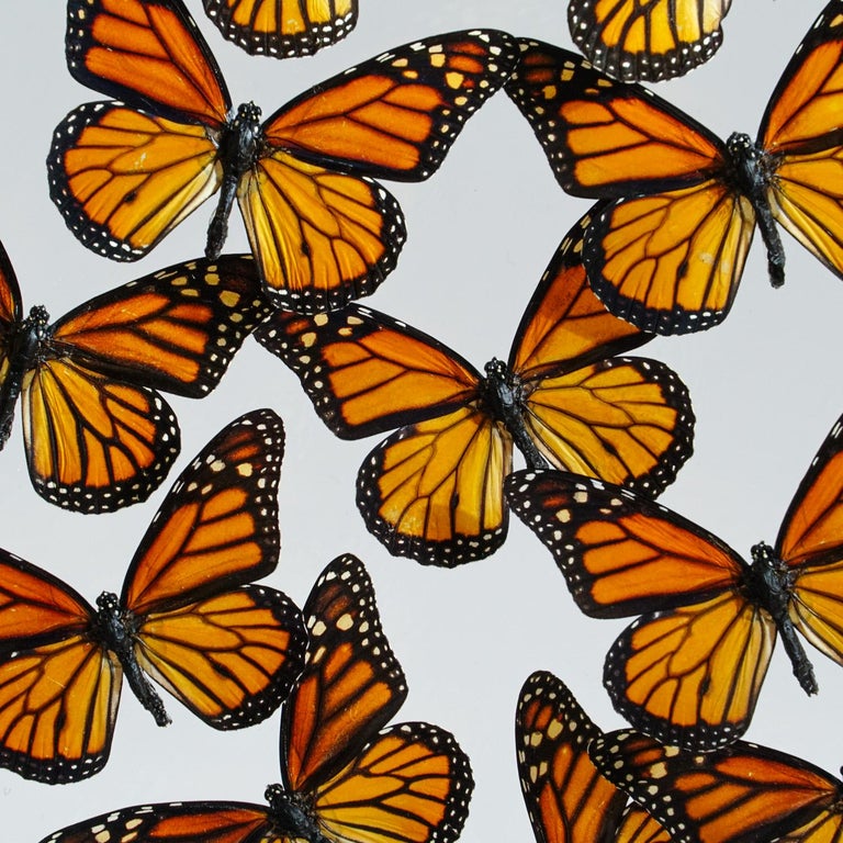 18 Monarch Butterflies in Acrylic Shadow Box For Sale at 1stDibs