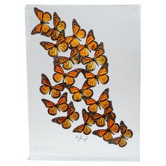18 Monarch Butterflies in Acrylic Shadow Box