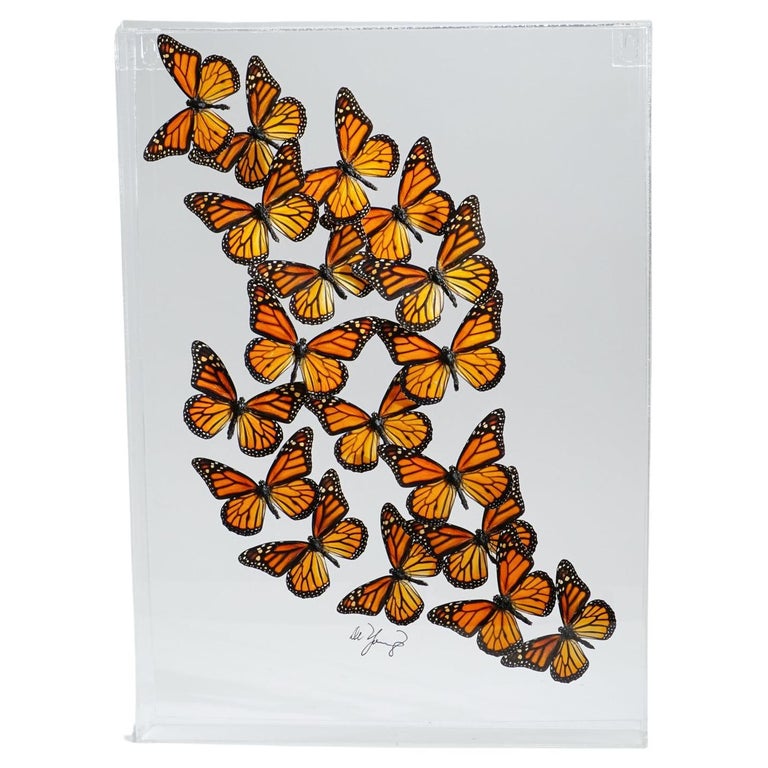 18 Monarch Butterflies in Acrylic Shadow Box For Sale at 1stDibs