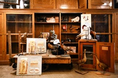 Oak Classroom Cabinet