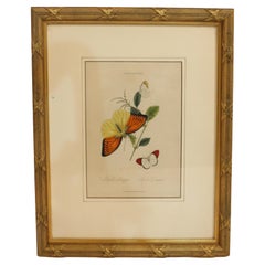 1800 Edward Donovan Print from "Lepidoptera: Papilio Seucippe, Papilio Danae"