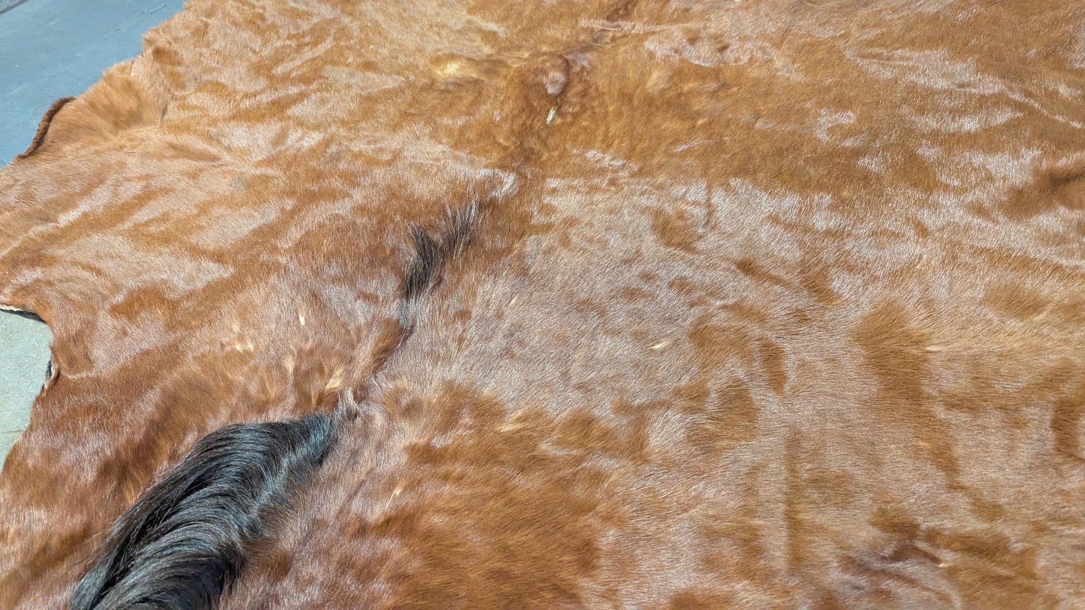 Primo vittoriano Coperta da giro con slitta del 1800 in vendita