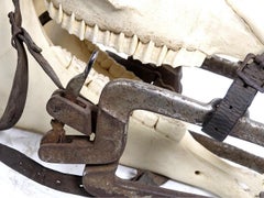 Mordaza para caballos y cráneo recortado de los veterinarios de 1800