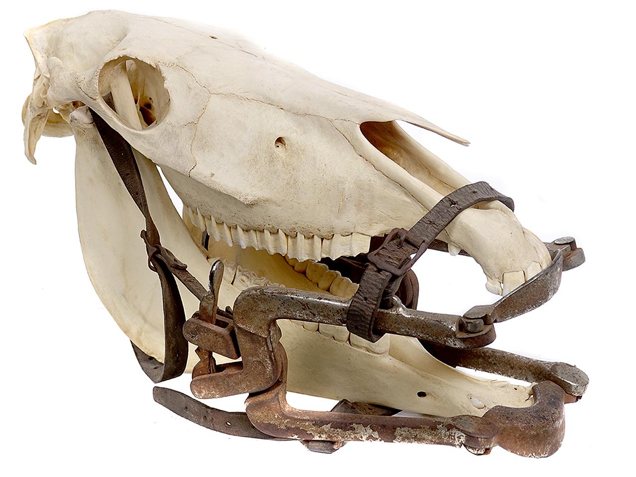 horse skull