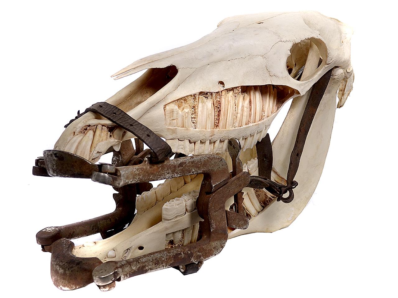 horse teeth skull