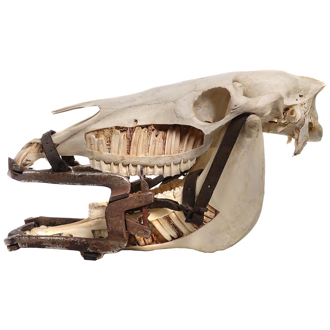 1800s Veterinarians Horse Gag and Cutaway Skull For Sale