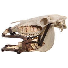 1800s Veterinarians Horse Gag and Cutaway Skull