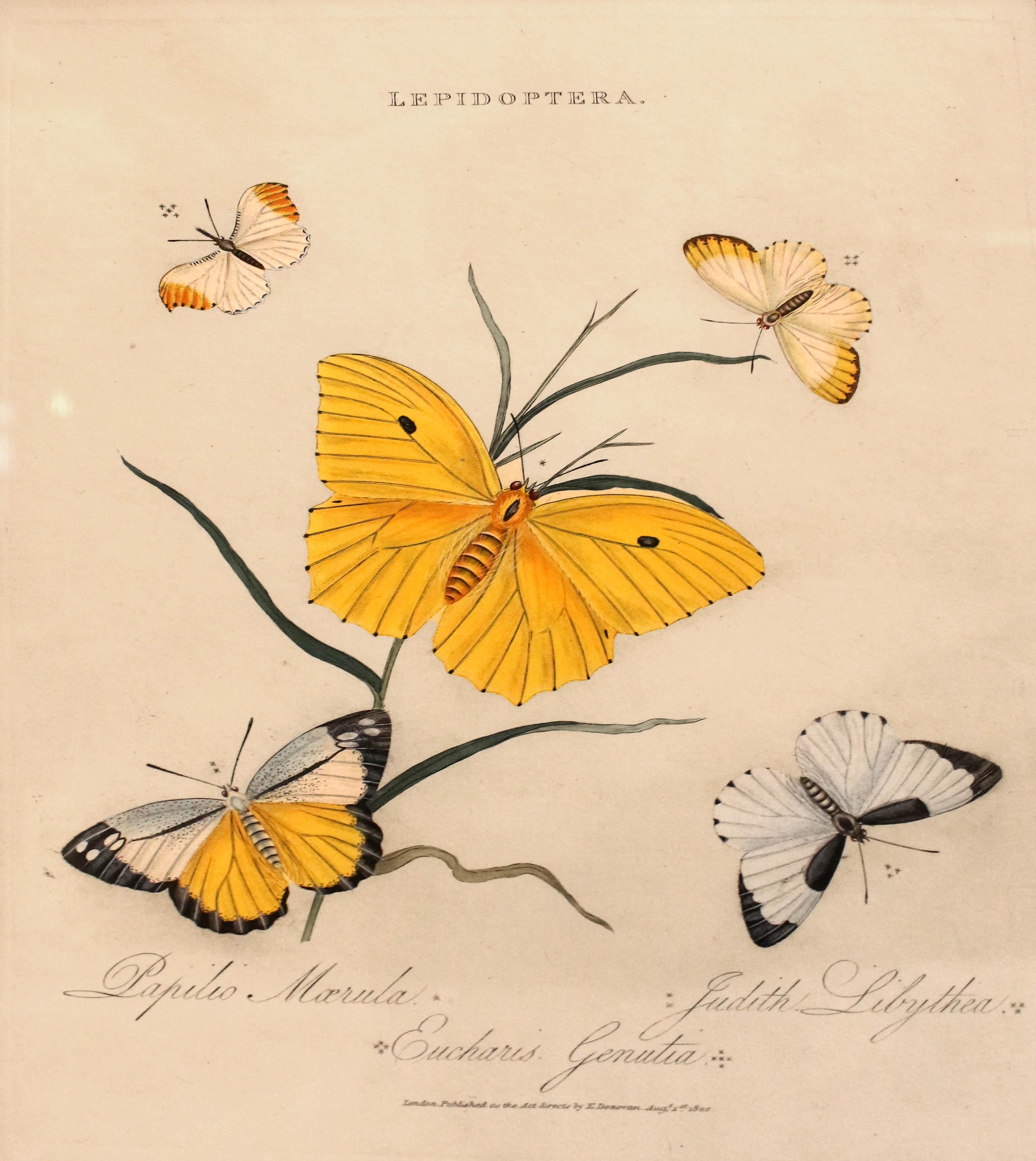 1802 Edward Donovan Druck aus „Lepidoptera: Papilio Marula, Judith Libythea, Eu (Neoklassisch) im Angebot