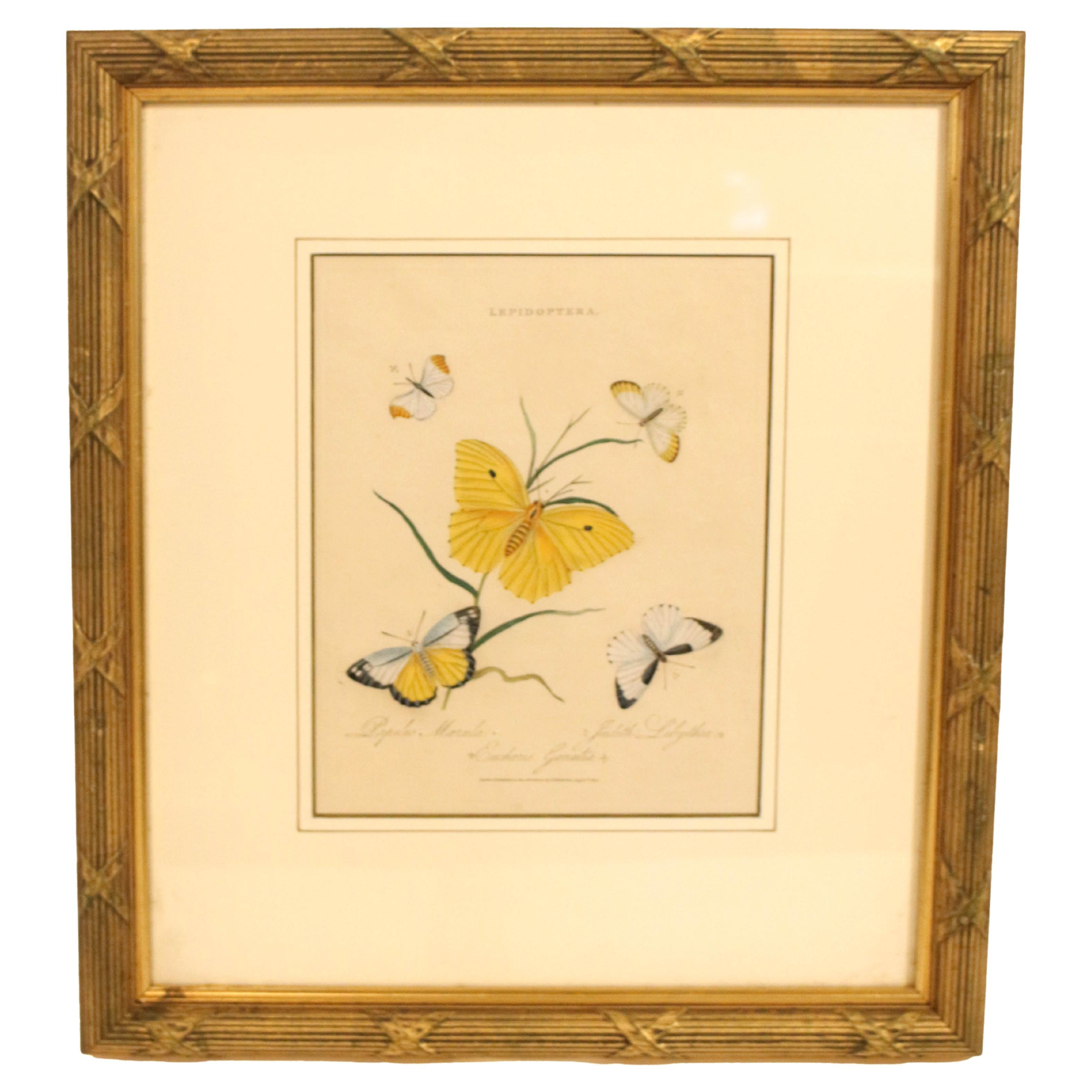 1802 Edward Donovan Print from "Lepidoptera: Papilio Marula, Judith Libythea, Eu For Sale