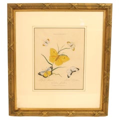 Antique 1802 Edward Donovan Print from "Lepidoptera: Papilio Marula, Judith Libythea, Eu