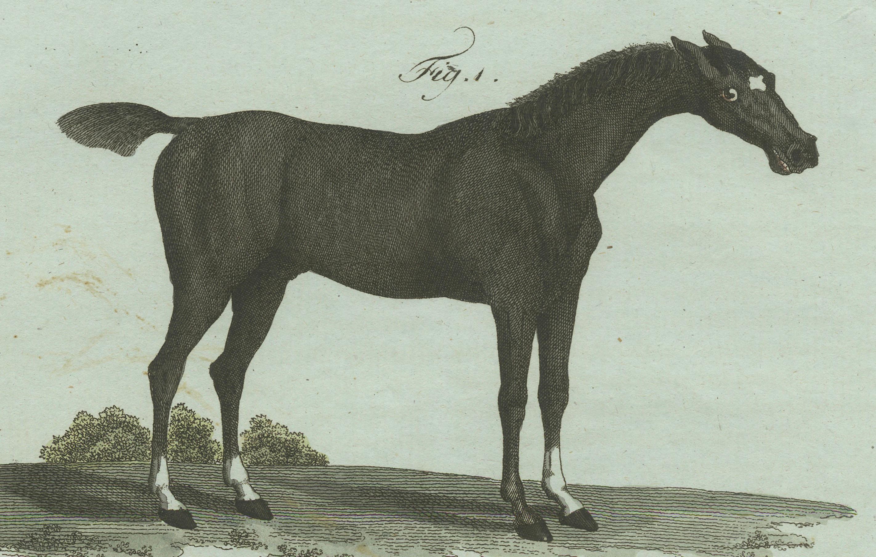1802 Handkolorierter Druck von englischem Rennpferd und Renn- und Renn- Track-Szene im Zustand „Gut“ im Angebot in Langweer, NL