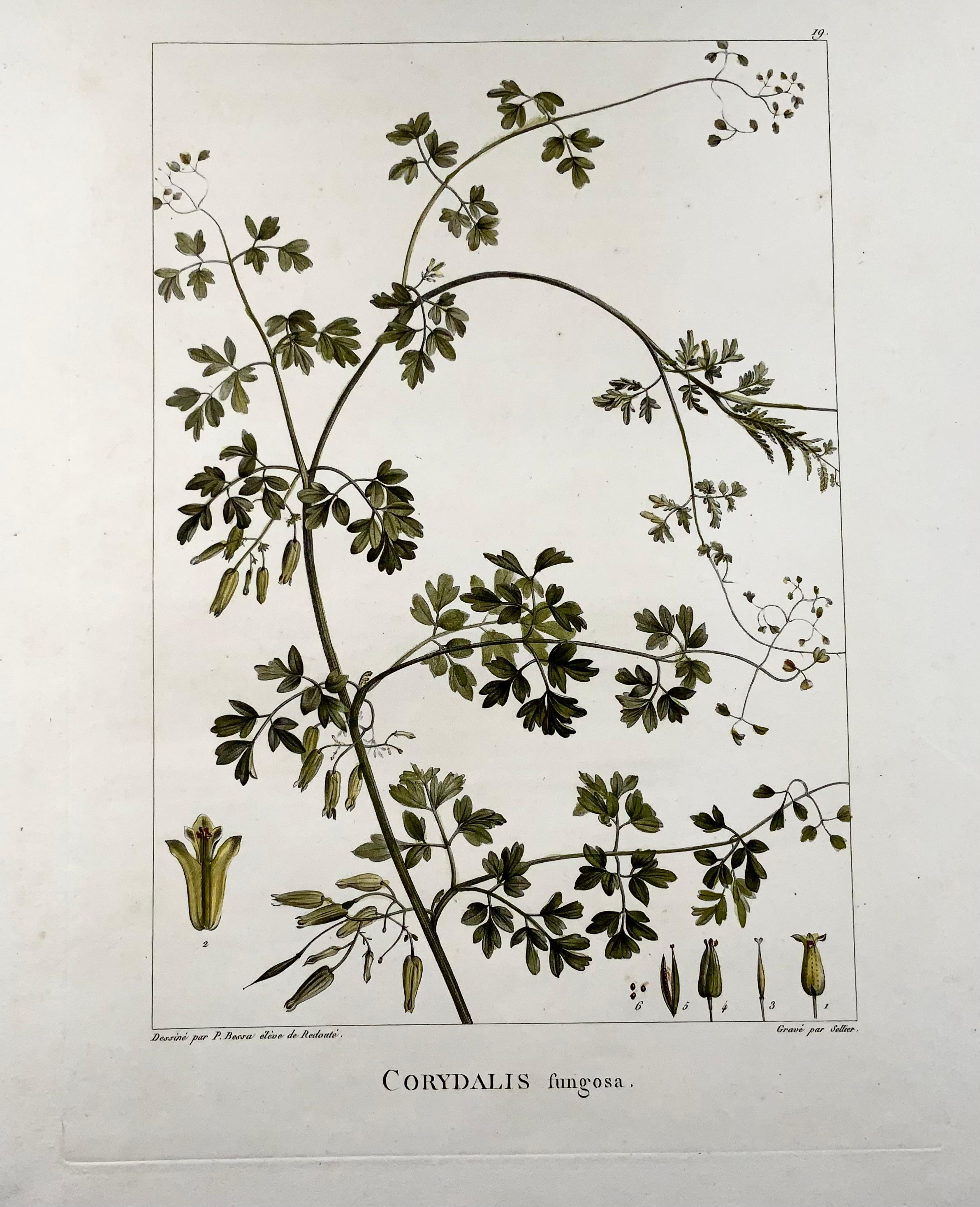 French 1803 Corydalis, Sellier After Bessa and Redoute, Hand Colored, Botany For Sale