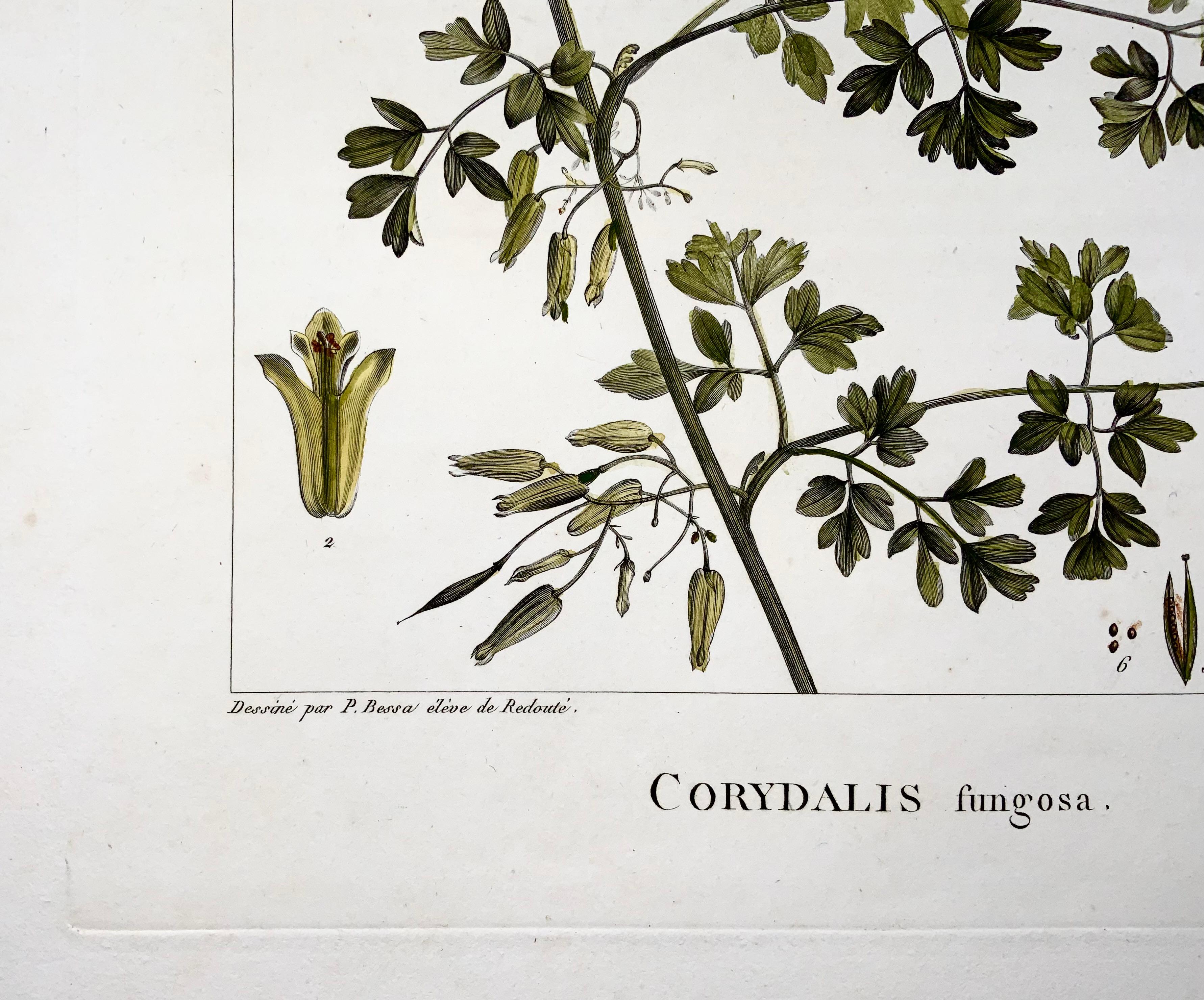Etched 1803 Corydalis, Sellier After Bessa and Redoute, Hand Colored, Botany For Sale