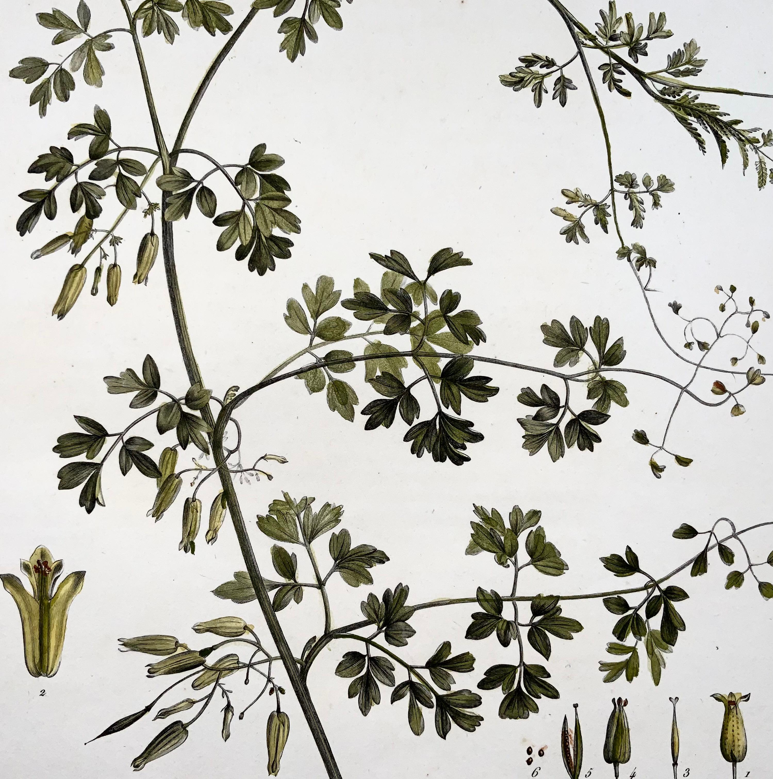 1803 Corydalis, Sellier d'après Bessa et Redoute, coloriage à la main, Botanique Bon état - En vente à Norwich, GB