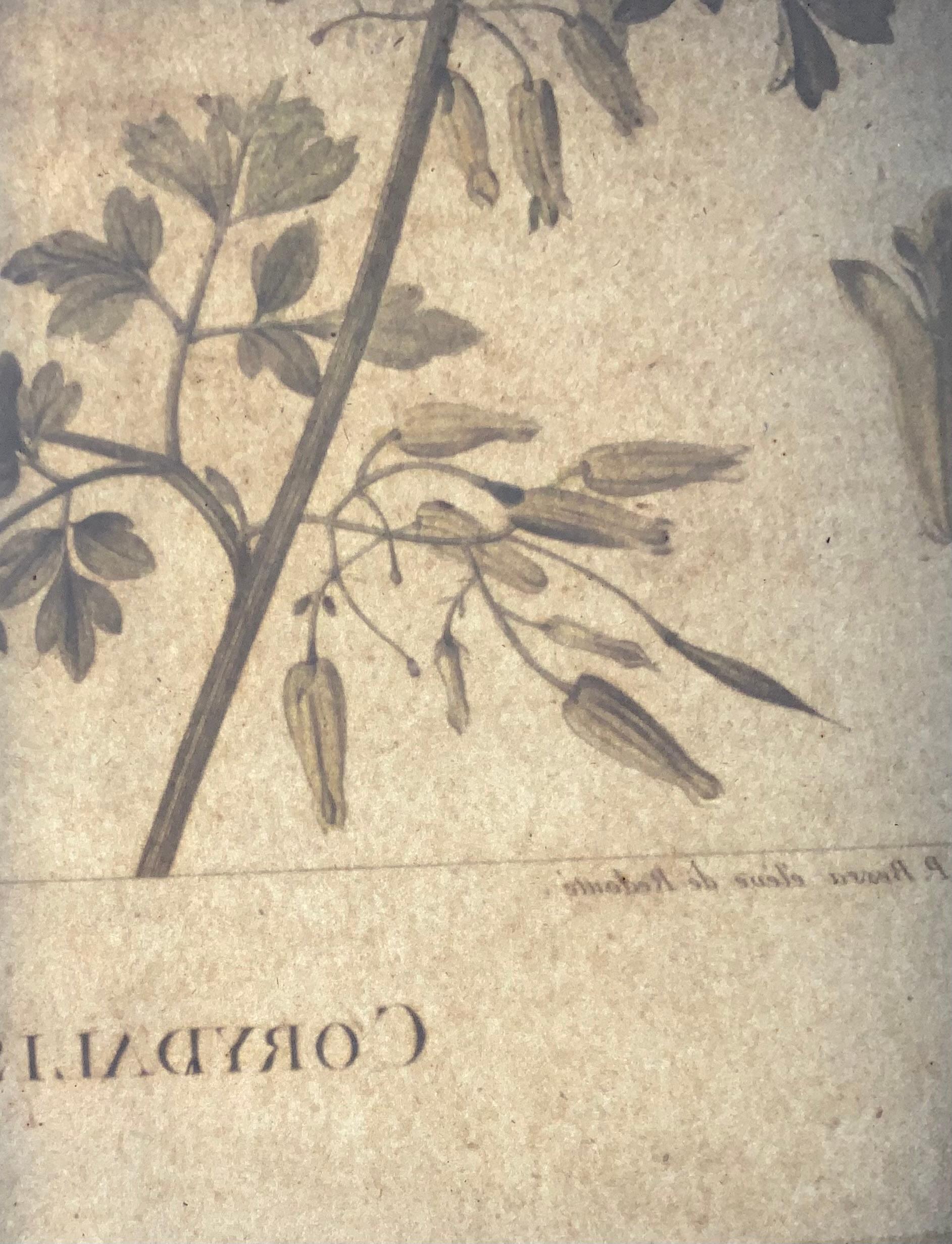 Début du XIXe siècle 1803 Corydalis, Sellier d'après Bessa et Redoute, coloriage à la main, Botanique en vente