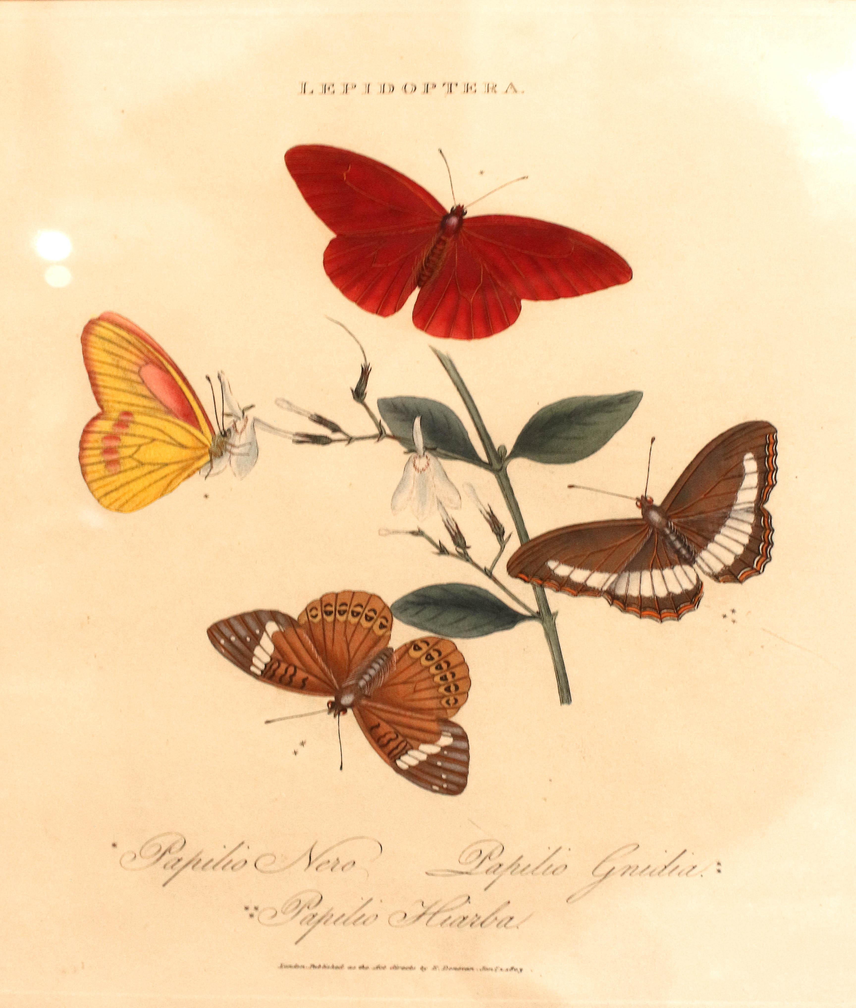 1803 Edward Donovan Druck aus „Lepidoptera: Papilio Nero, Gnida & Hiarba“ (Neoklassisch) im Angebot