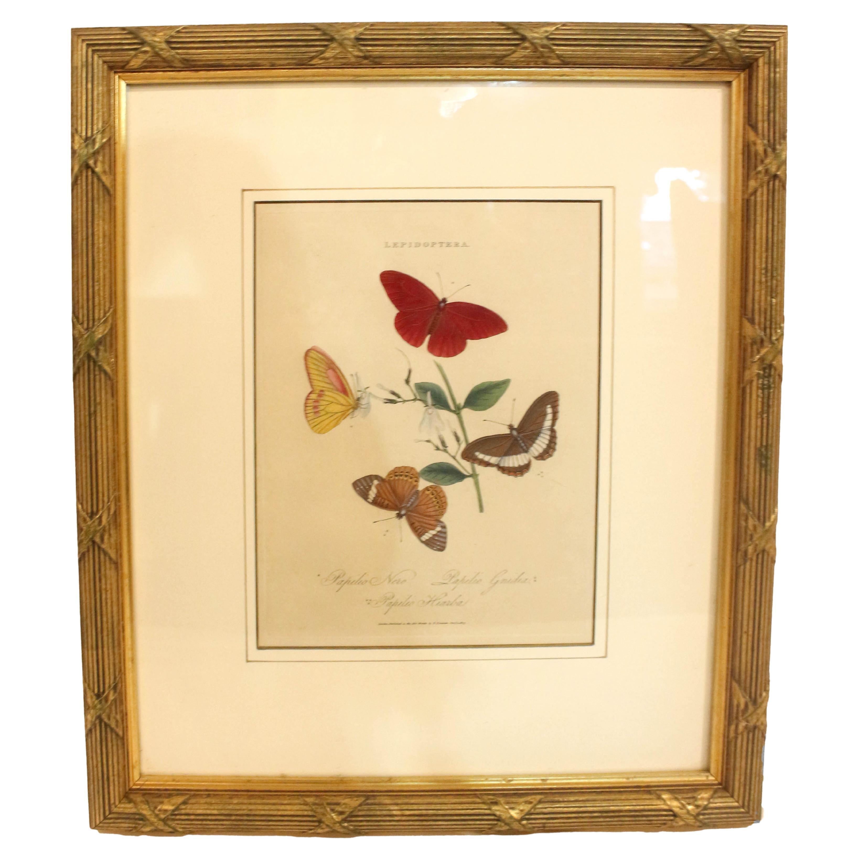 1803 Edward Donovan Print from "Lepidoptera: Papilio Nero, Gnida & Hiarba" For Sale