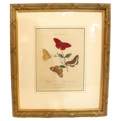 Impression Edward Donovan de 1803 « Lépidoptera : Papilio Nero, Gnida & Hiarba »
