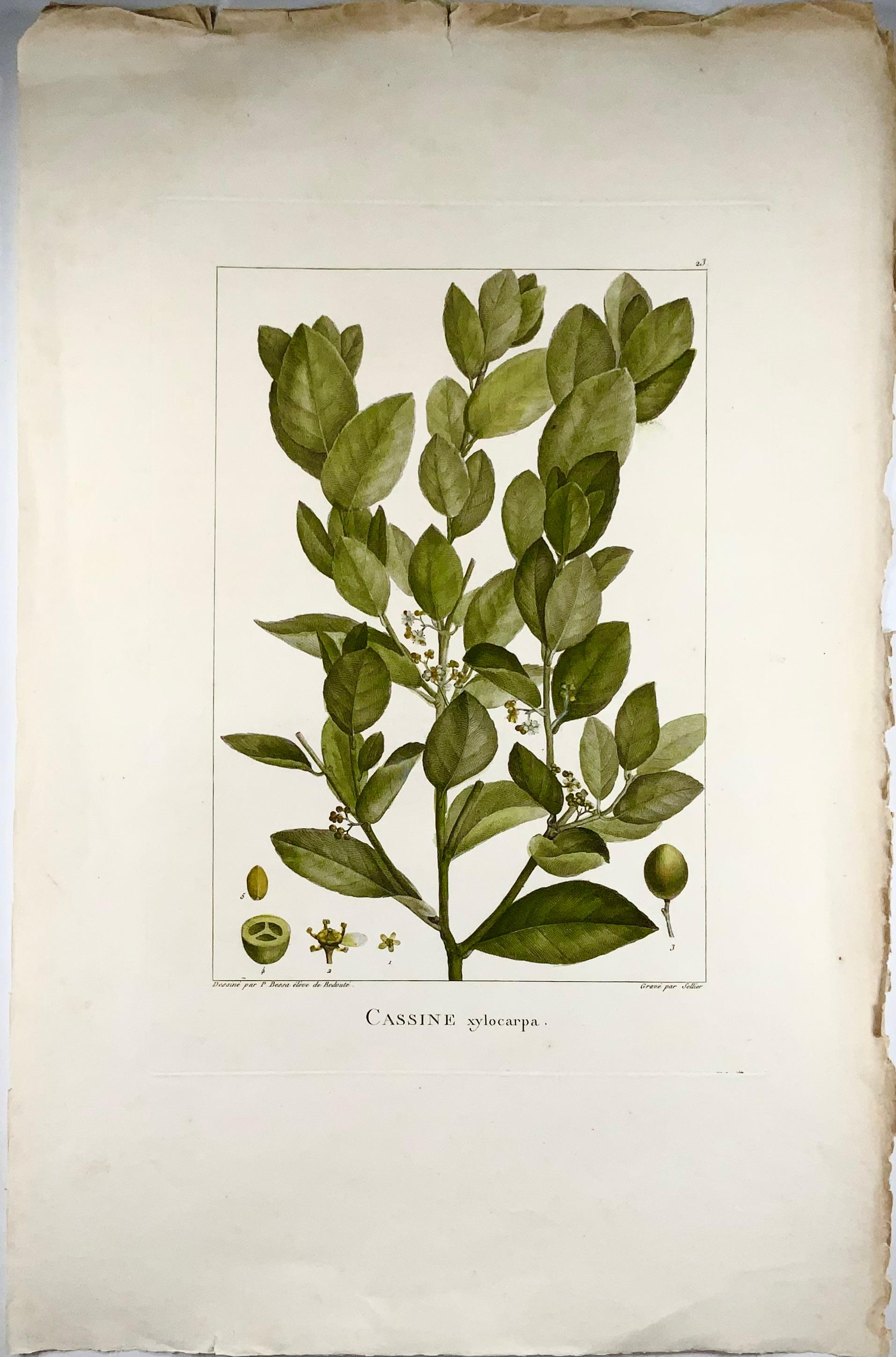 Redouté (1759-1840) et Joseph Bessa (1772-1846) d'après ; gravé par Pierre-Joseph (1759-1840).

Dimensions

Hauteur : 51 cm (20,08 in.)

Largeur : 34 cm (13,39 in.)

De la série :

VENTENAT, Etienne Pierre (1757-1808). 

Choix de plantes, dont la