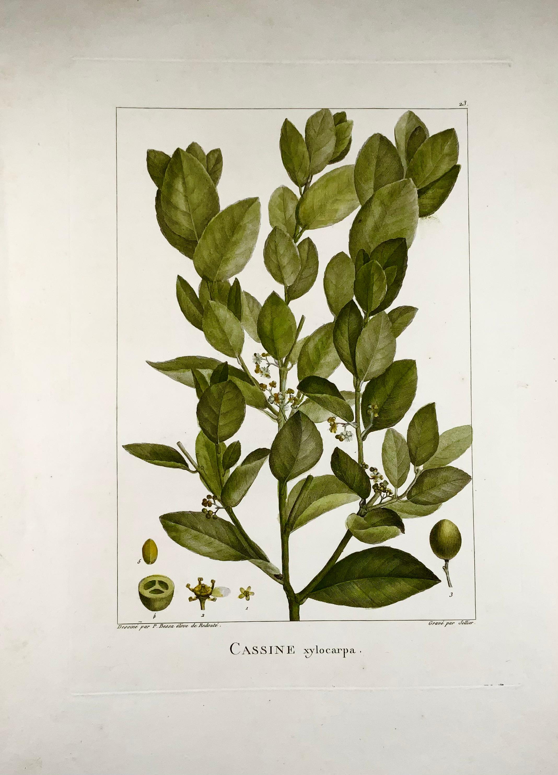 Français 1803 Xylia xylocarpa [