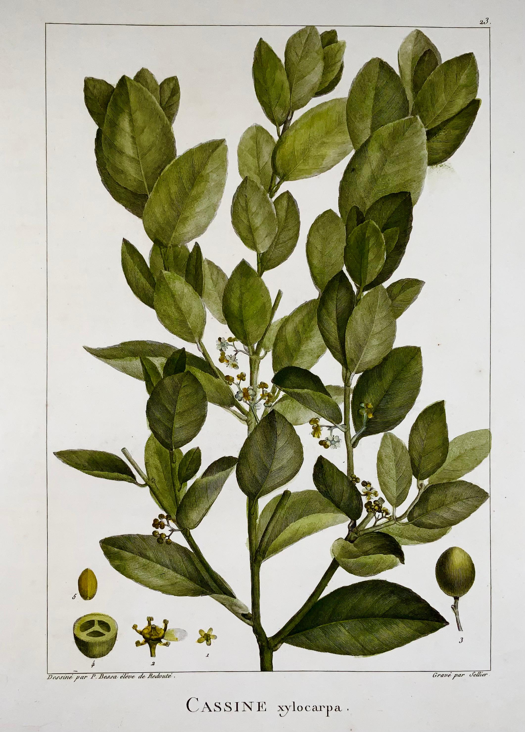 Buriné 1803 Xylia xylocarpa [